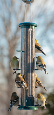 Audubon Finch Thistle Tube Bird Feeder w/ 8 ports