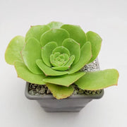 Aeonium
