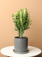 African Milk Tree (Euphorbia trigona)