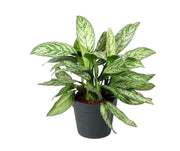 Aglaonema 'Silver Queen' (Chinese Evergreen)