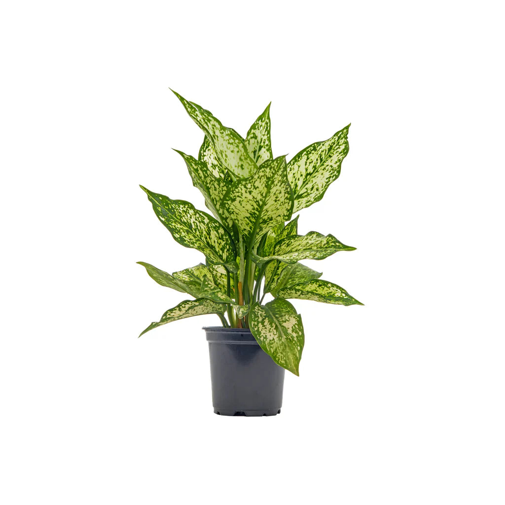 Aglaonema "Wintry Winehouse" - Chinese Evergreen