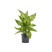 Aglaonema "Wintry Winehouse" - Chinese Evergreen