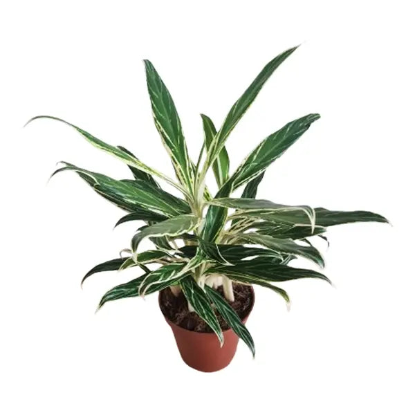 Aglaonema 'Bamboo' (Chinese Evergreen)