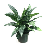 Chinese Evergreen "Tigress" (Aglaonema)