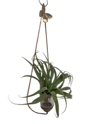 Wall Hanging Air Plant Holder