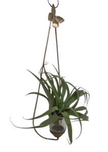Wall Hanging Air Plant Holder