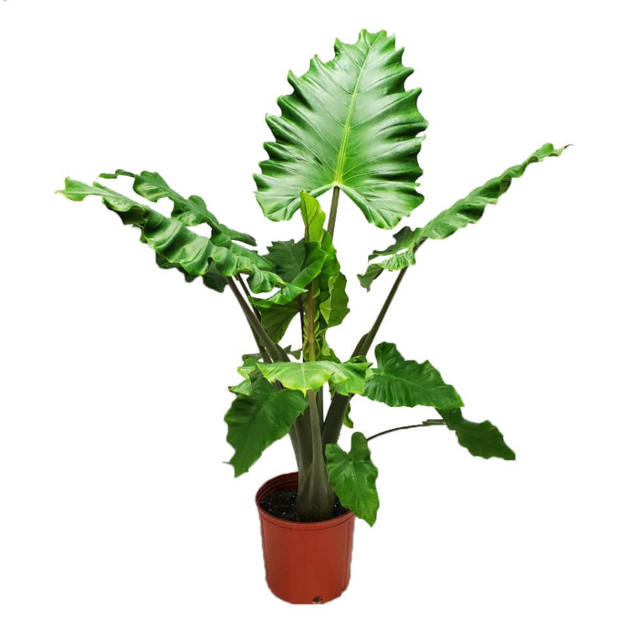 Alocasio "Boa" (Alocasia cucullata)
