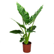 Alocasio "Boa" (Alocasia cucullata)