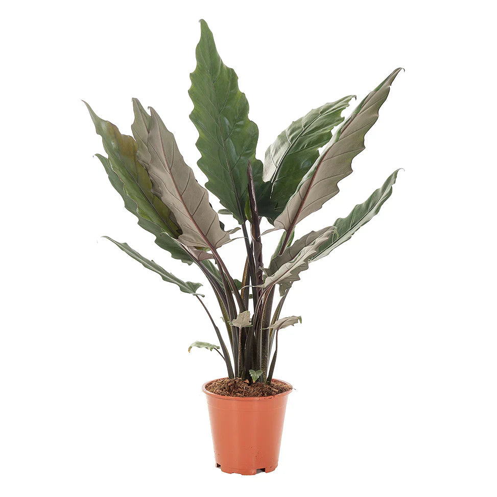 Alocasia "Lauterbachiana"