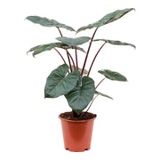 Alocasia 'Yucatan Princess'