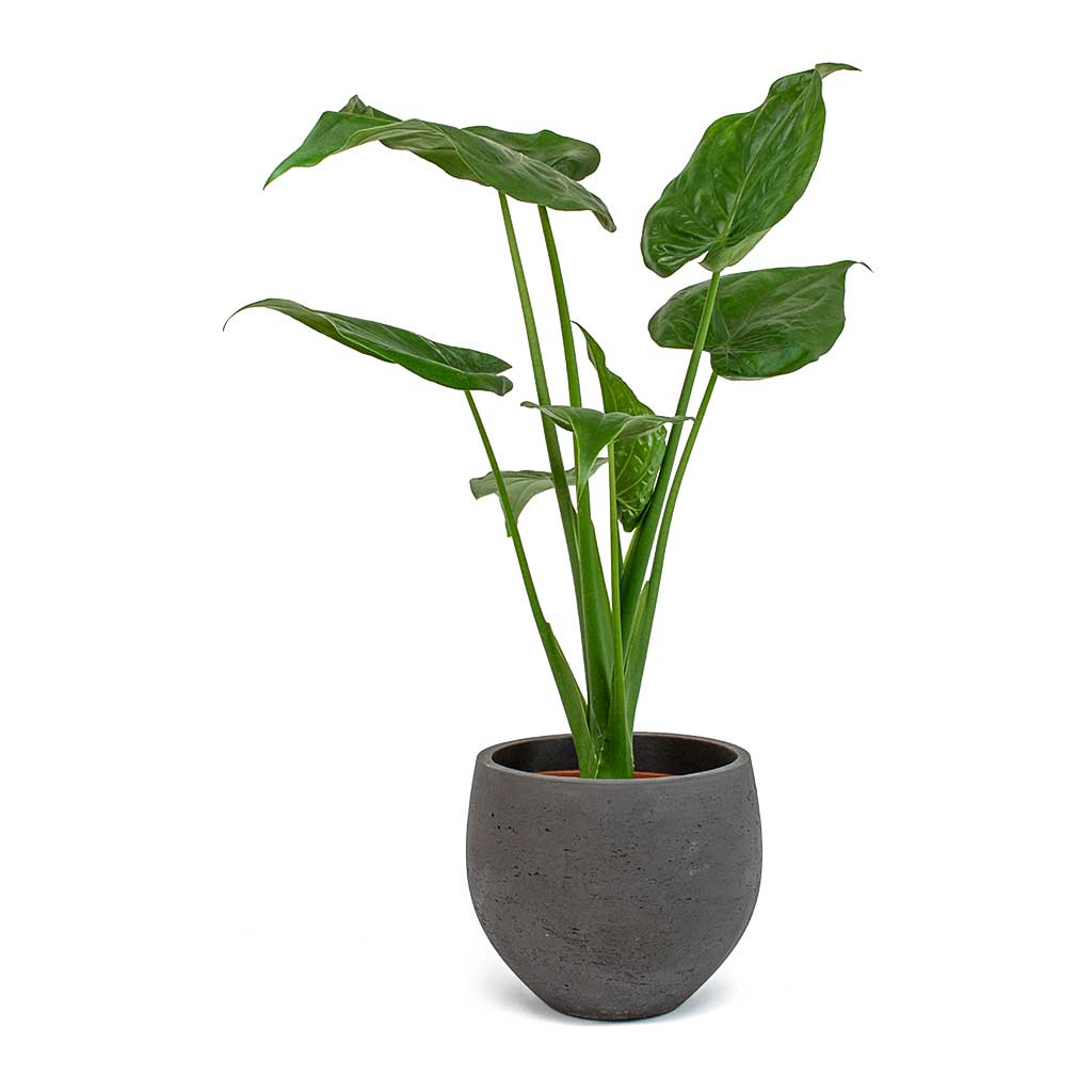 Alocasia "Hooded Dwarf" (Alocasia cucullata)