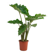 Alocasia 'Portodora'