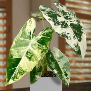 Alocasia 'Frydek'