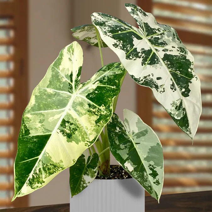 Alocasia 'Frydek'