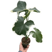 Alocasia 'Mickey Mouse'