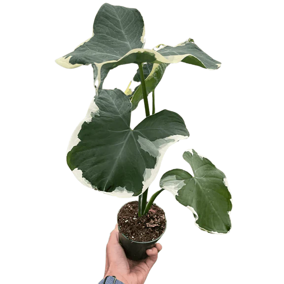 Alocasia 'Mickey Mouse'