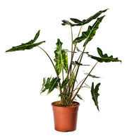 Alocasia "Sarian" Zebrina