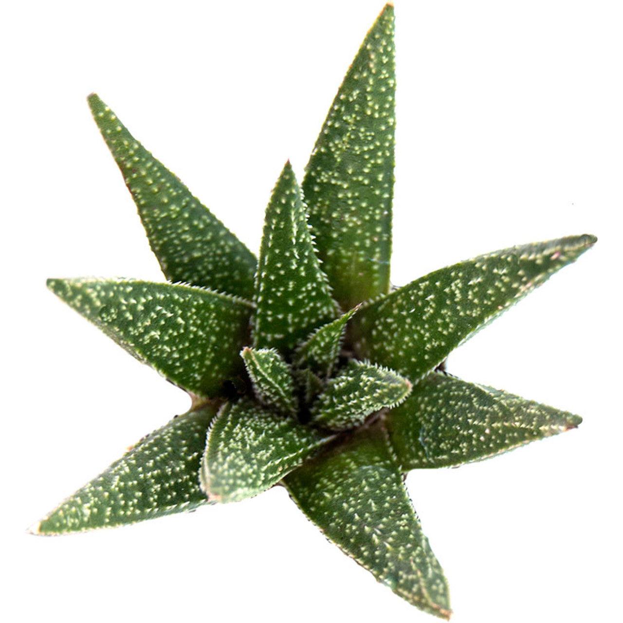 Aloe "Twilight Zone"