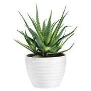 Aloe Hedgehog