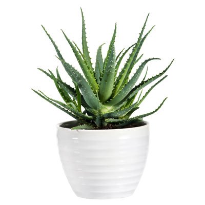 Aloe Hedgehog