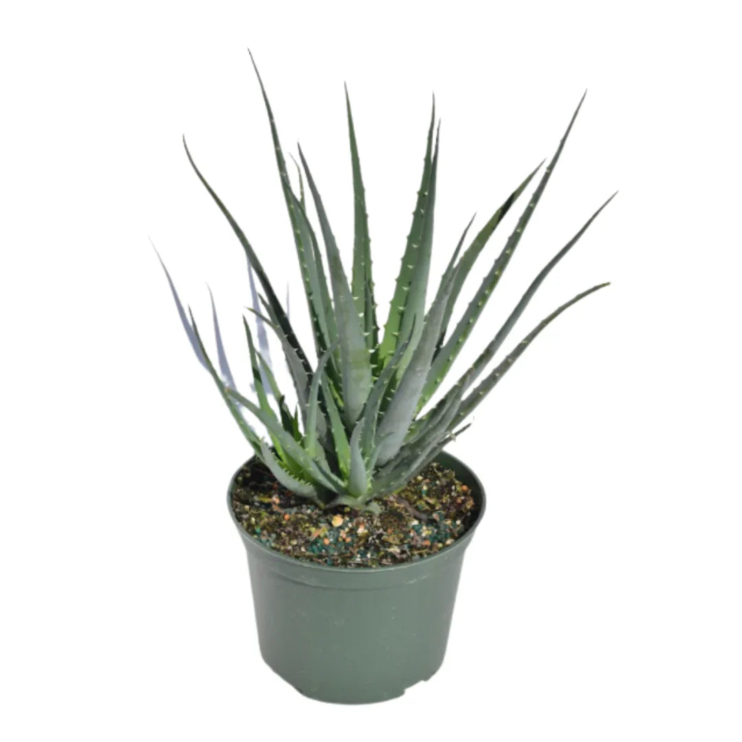 Aloe Hedgehog