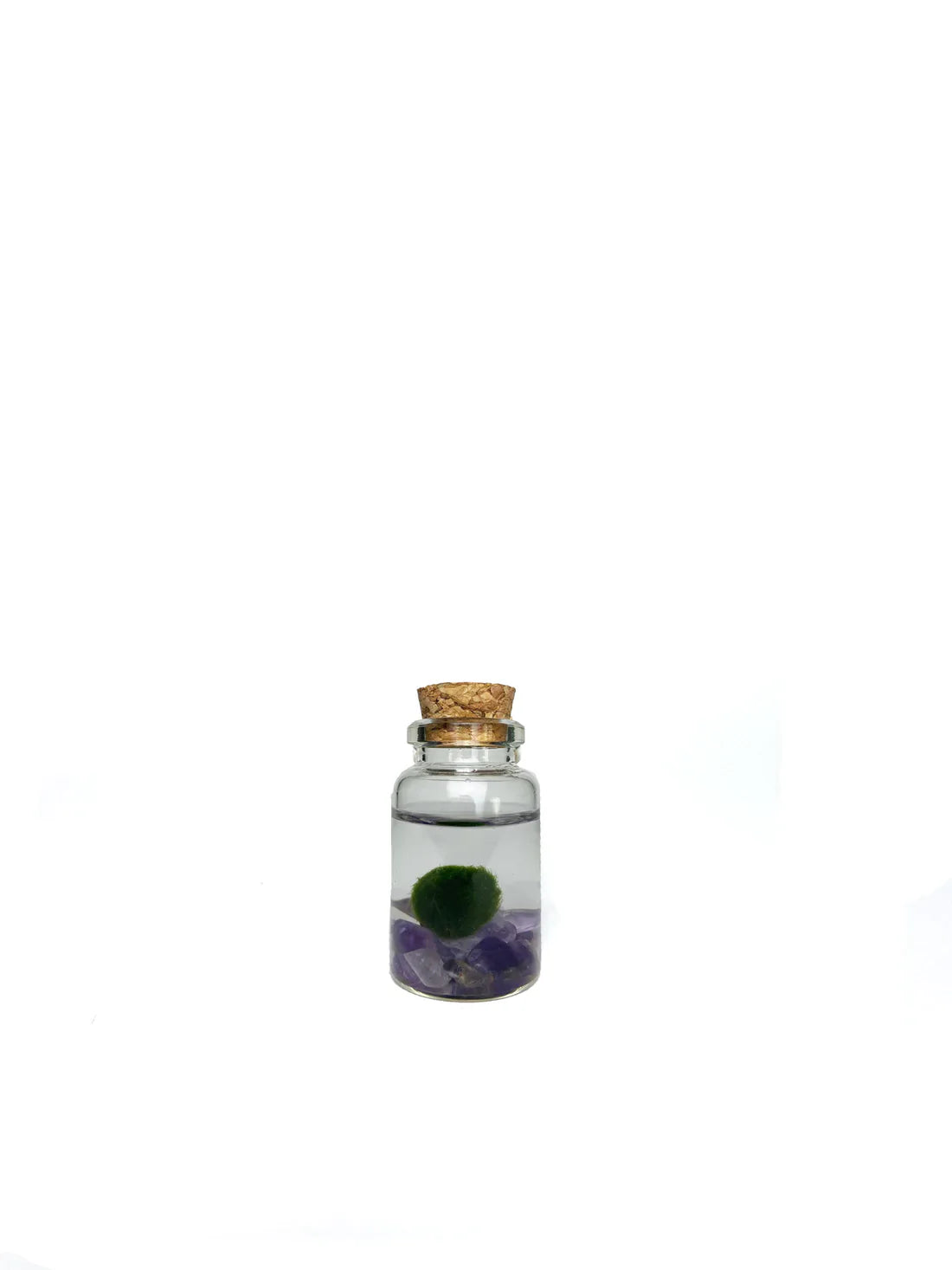 Moss Ball - Tiny