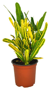Croton "Yellow Banana"