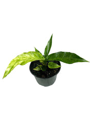 Anthurium Hookeri Variegated