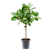 Ficus Audrey (ficus benghalensis)