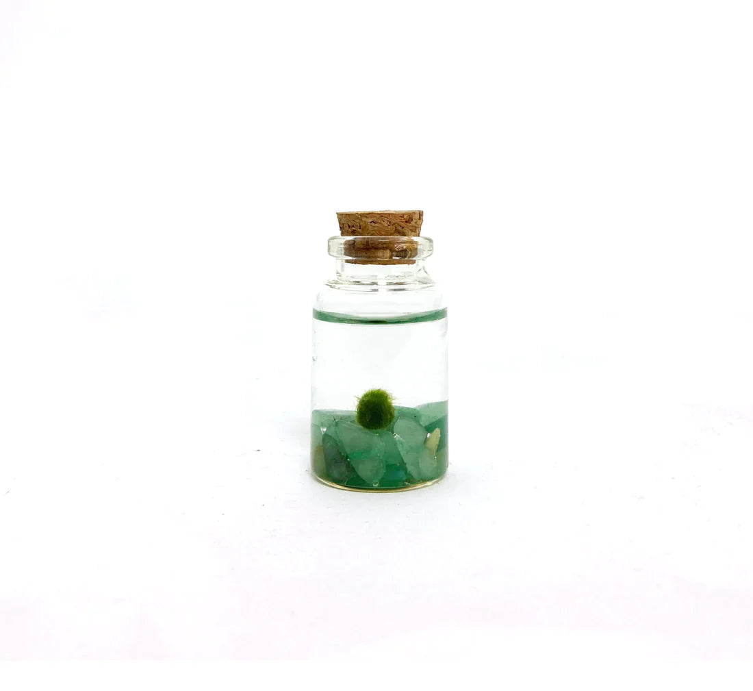 Moss Ball - Tiny