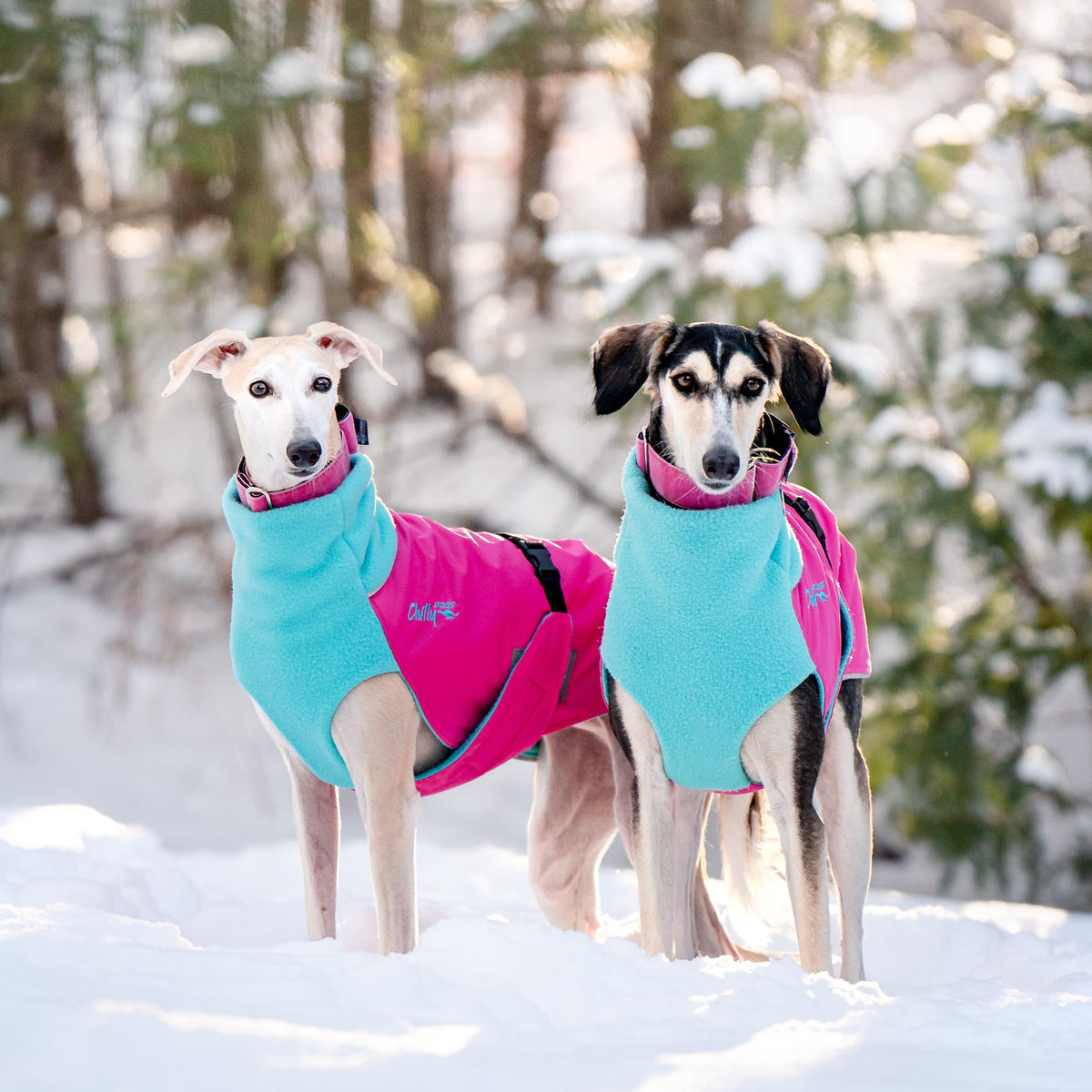 Chilly Dogs Standard Great White North Coat (Color Shell)