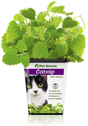 Live Fresh Catnip by Pet Food Warehouse