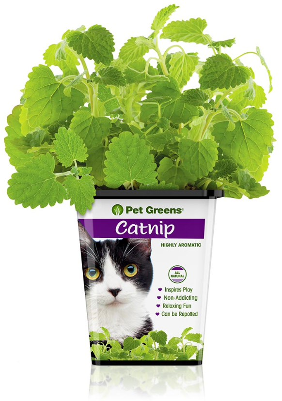 Live Fresh Catnip by Pet Food Warehouse