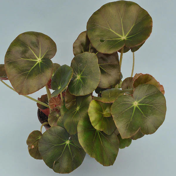 Begonia 'Beefsteak'