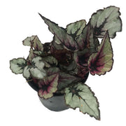 Rex Begonia "Raindance"