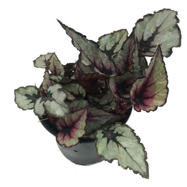 Rex Begonia "Raindance"