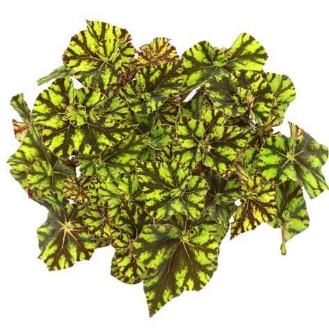Rex Begonia Zumba