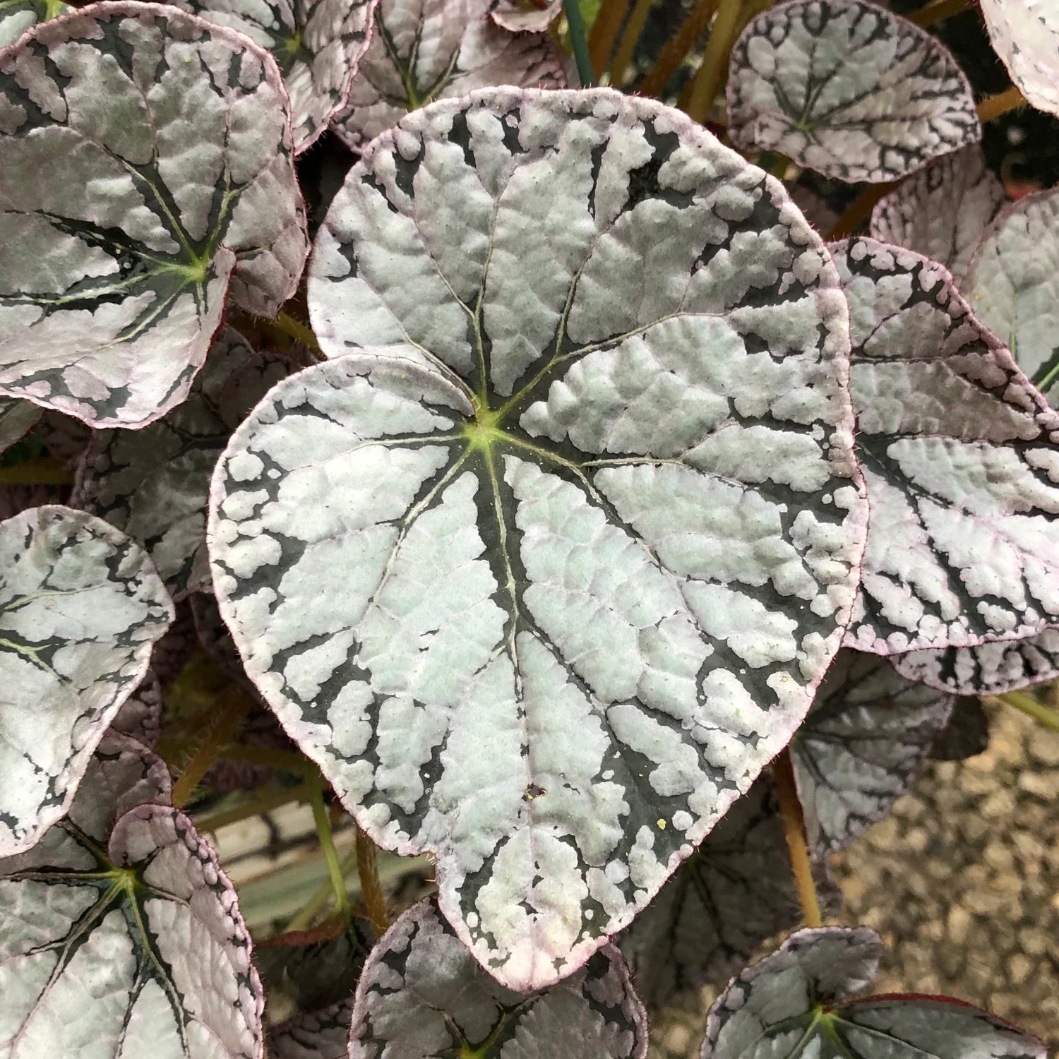 Rex Begonia "Silver Lace"