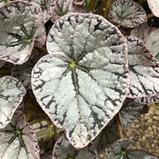 Rex Begonia "Silver Lace"