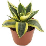 Snake Plant 'Bird Nest'