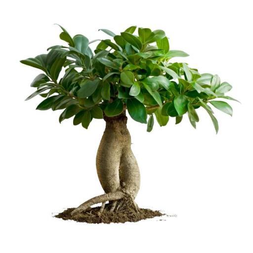 Bonsai (Ficus microcarpa)