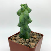 Boobie Cactus (Myrtillocactus geometrizans)