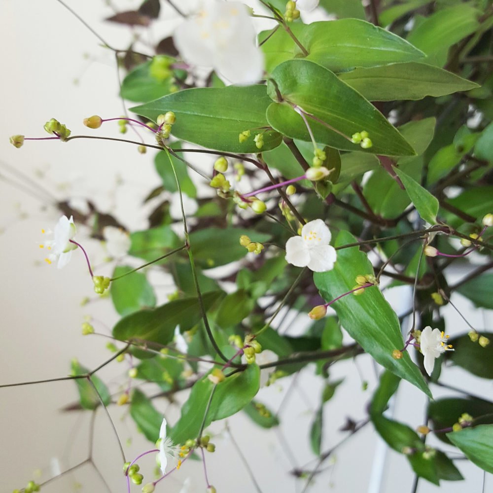 Bridal Veil Plant