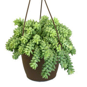 Burro's Tails (sedum morganianum)