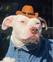 Pet Krewe Cowboy Hat