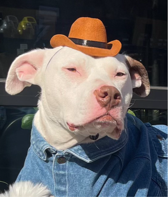 Pet Krewe Cowboy Hat