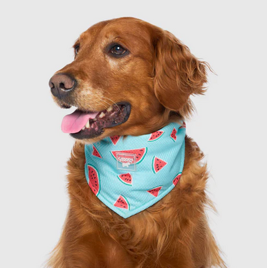 Canada Pooch Cooling Bandana Watermelon Large