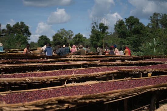 Ethiopia Halo Beriti