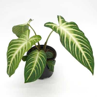 Caladium lindenii 'Magnificum'