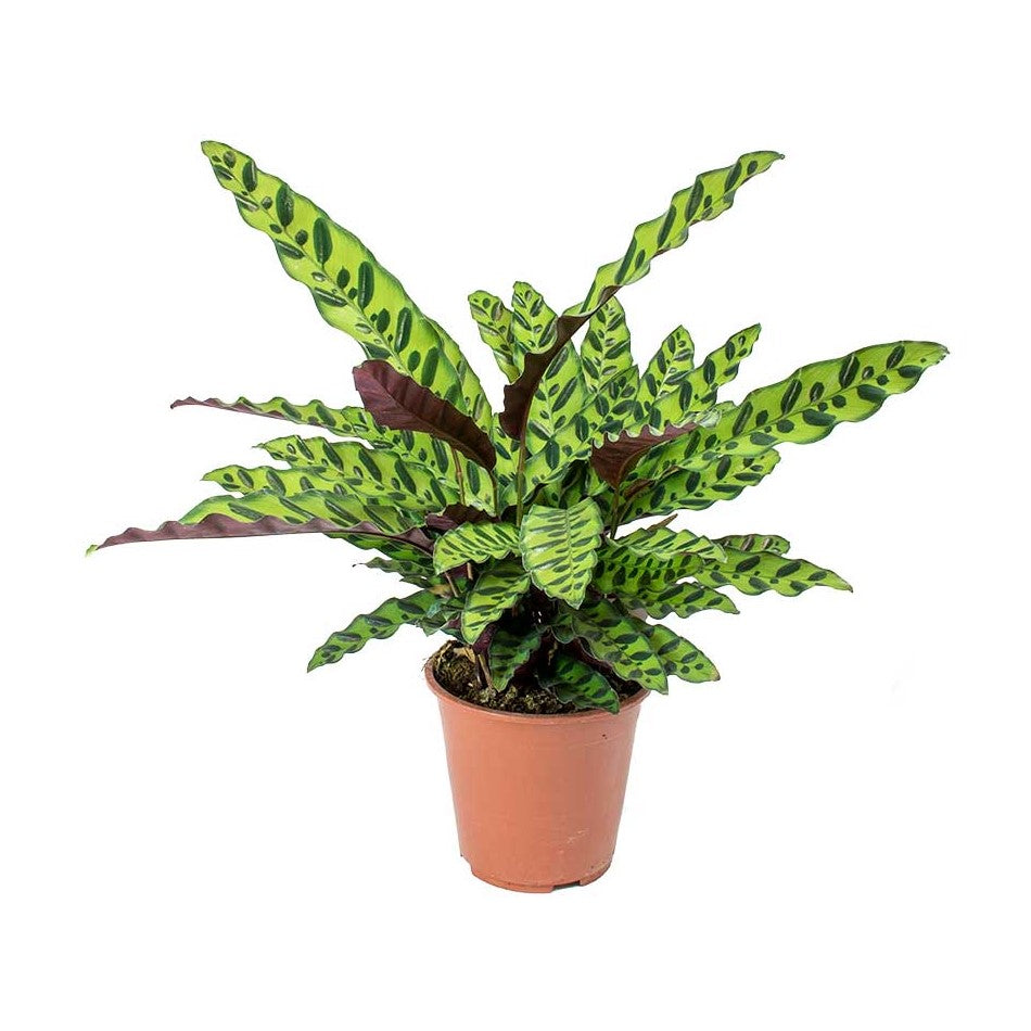 Rattlesnake Calathea